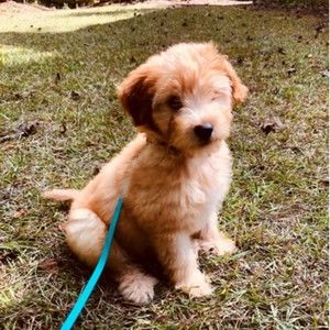 Meet your Posher, Brigand